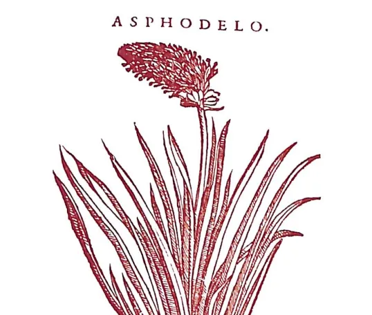 Flora e simboli culturali sul monte Summano image