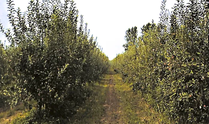 Le reti ecologiche. Breve studio sul territorio del Comune di Marano Vicentino