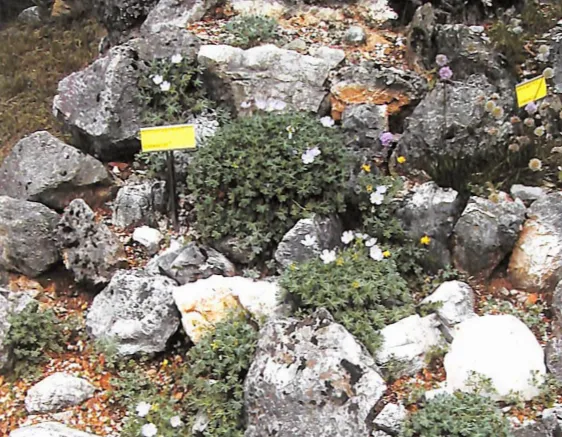 Il Giardino Botanico Alpino San Marco a Valli del Pasubio