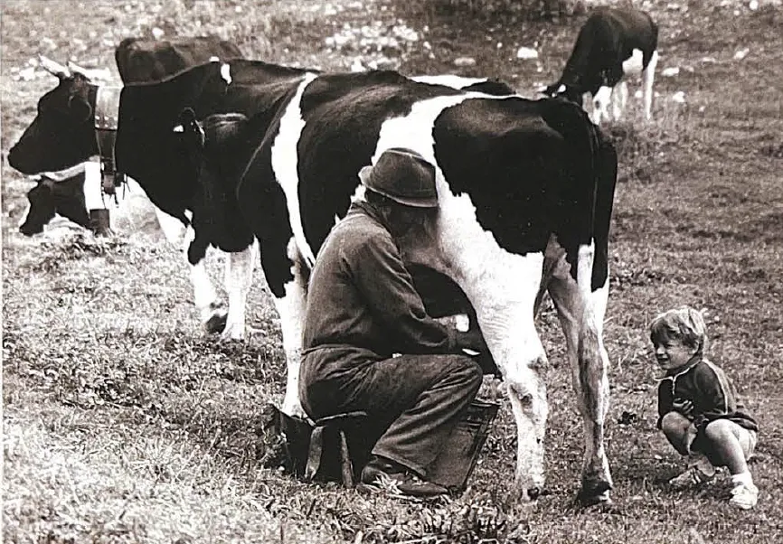 Allevamento, malghe e alpeggio nel territorio di Valli del Pasubio e sui monti circostanti